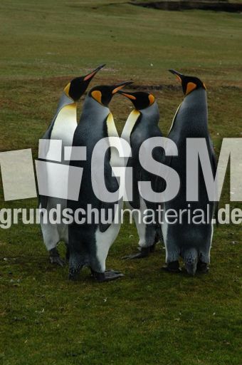 07-Königspinguin (23 von 84).jpg